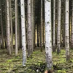 Σαλέ Forest