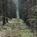 Forest Σαλέ *