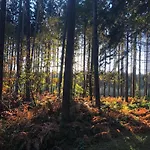 Forest *