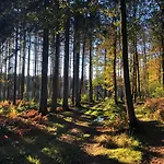 Σαλέ Forest *