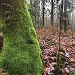 Forest * Petit Mesnil