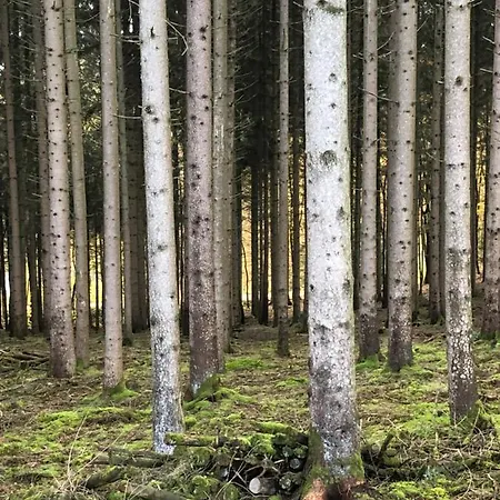 Chalet Forest