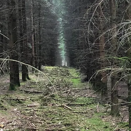 Forest Σαλέ *