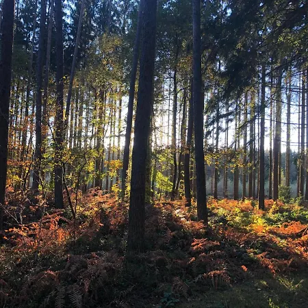 Forest *