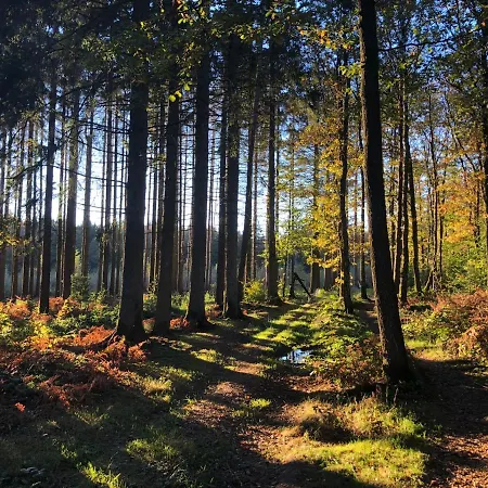 Domek alpejski Forest *