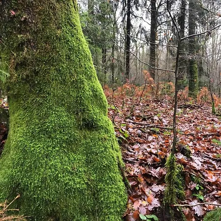 Forest * Petit Mesnil